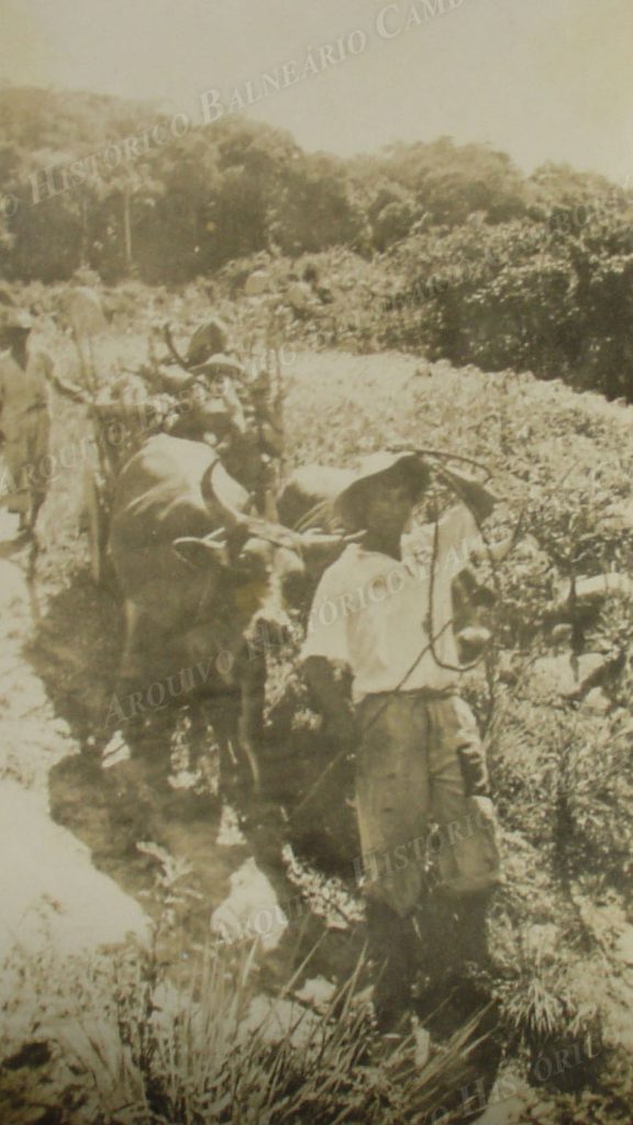 3072 Carro de Boi no Caminho de Laranjeiras ao fundo plantacao de mandioca 1942 4 reuniao