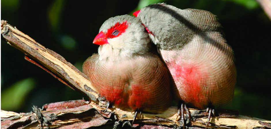 Biólogo de Balneário Camboriú lança livro inédito sobre aves catarinenses
